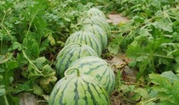 爆料大瓜椰视频模板,带你走进爆料界的风云变幻